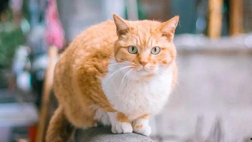 国产橘猫视频精品,国产视频精品来袭